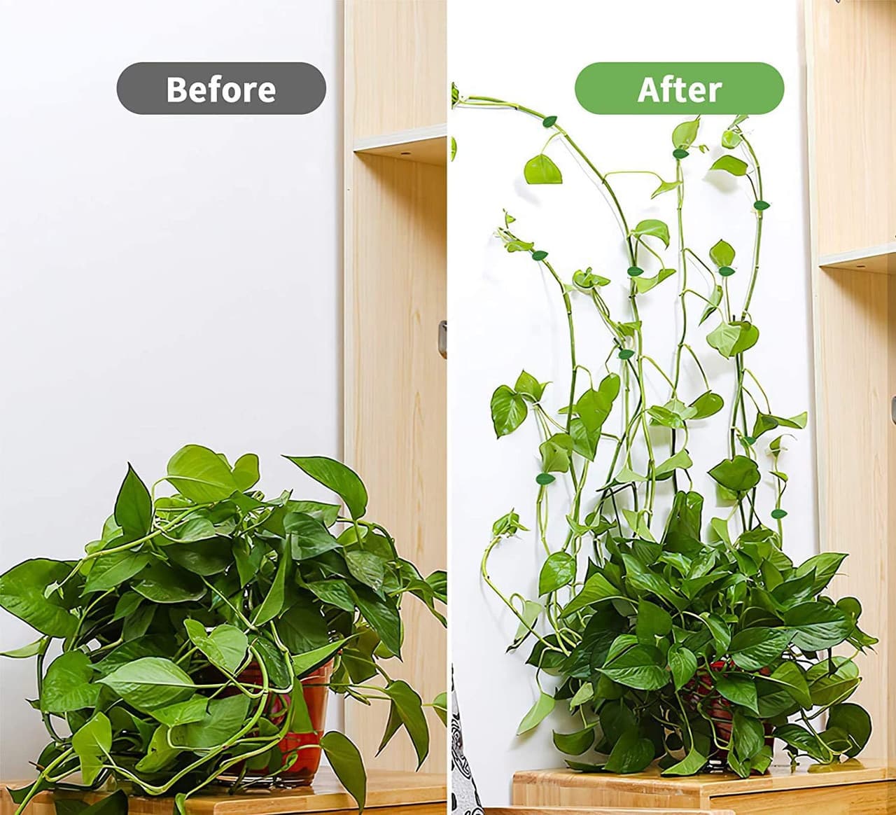 Plants Clips ‎10pcs ‎- ‏علاقات ‏الاعشاب ‏(١٠ ‏حبات) image 2